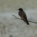 Eastern Kingbird  by radiogirl