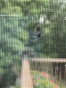 9th Aug 2024 - Window Spider