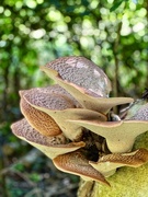 9th Aug 2024 - Huge fungi