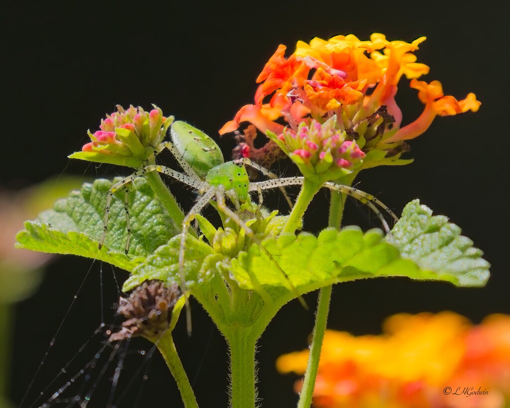 LHG_2719Green Lynx spider by rontu