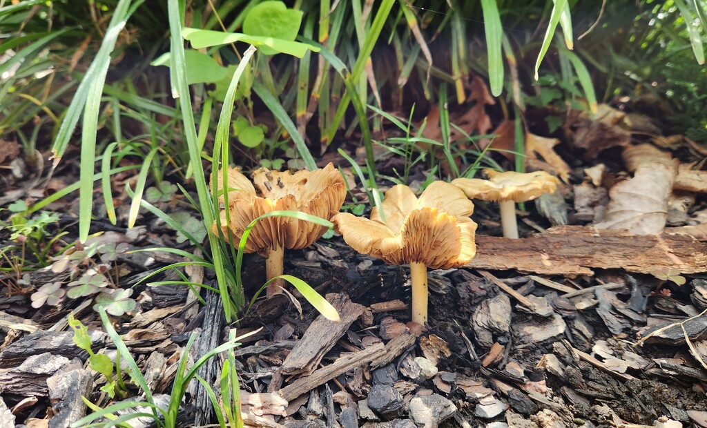 'Shrooms in the mulch by randystreat