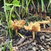 'Shrooms in the mulch by randystreat