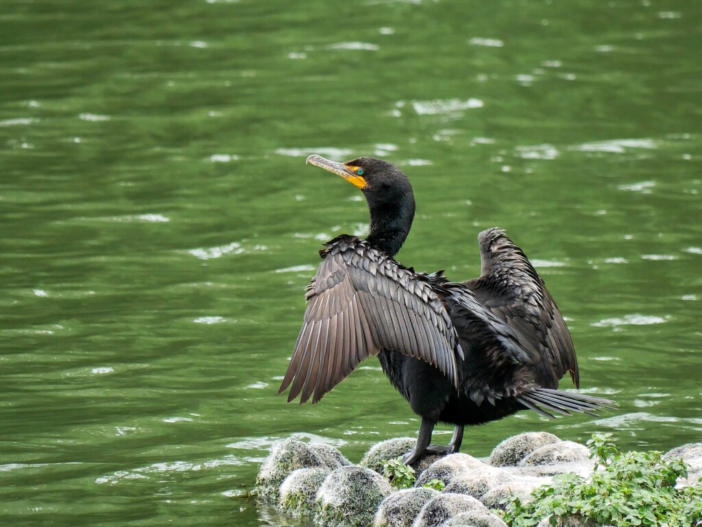 Double-crested Cormorant  by ljmanning