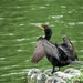 Double-crested Cormorant  by ljmanning