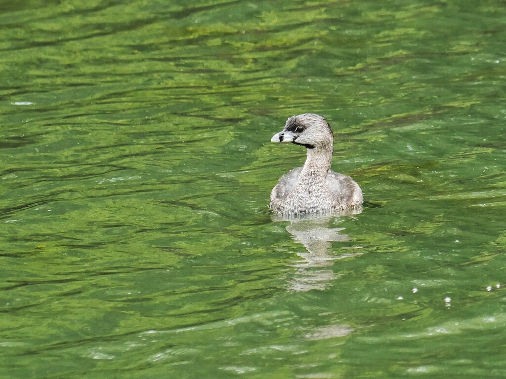 Pied-billed Grebe by ljmanning