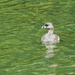 Pied-billed Grebe