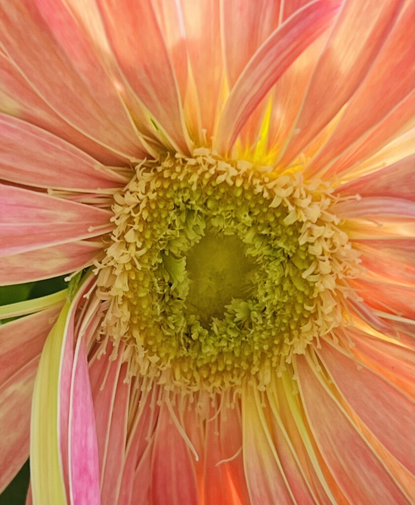 Gerbera 1 by sjgiesman