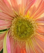 9th Aug 2024 - Gerbera 1