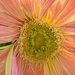 Gerbera 1 by sjgiesman