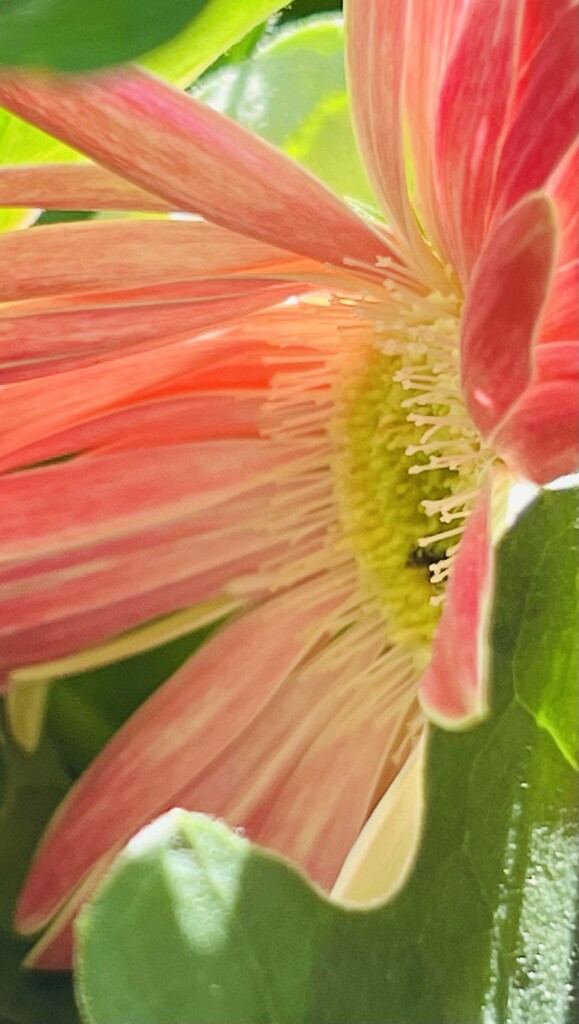 Gerbera 2 by sjgiesman