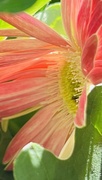 9th Aug 2024 - Gerbera 2