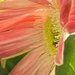 Gerbera 2 by sjgiesman