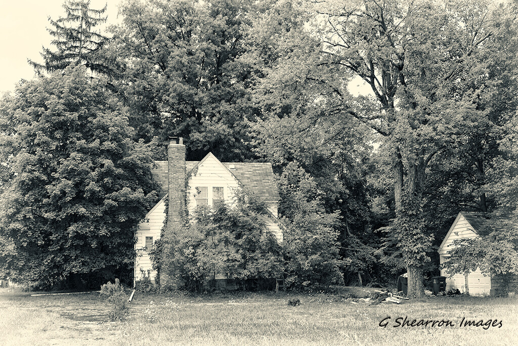 Home overgrown - B&W by ggshearron