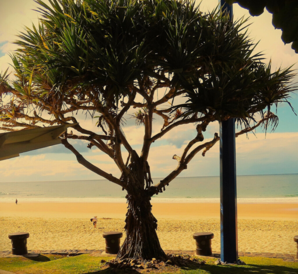 The Pandanus Tree ~  by happysnaps