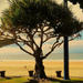 The Pandanus Tree ~  by happysnaps