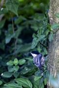 9th Aug 2024 - Carolina Chickadee