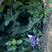 Carolina Chickadee by lstasel