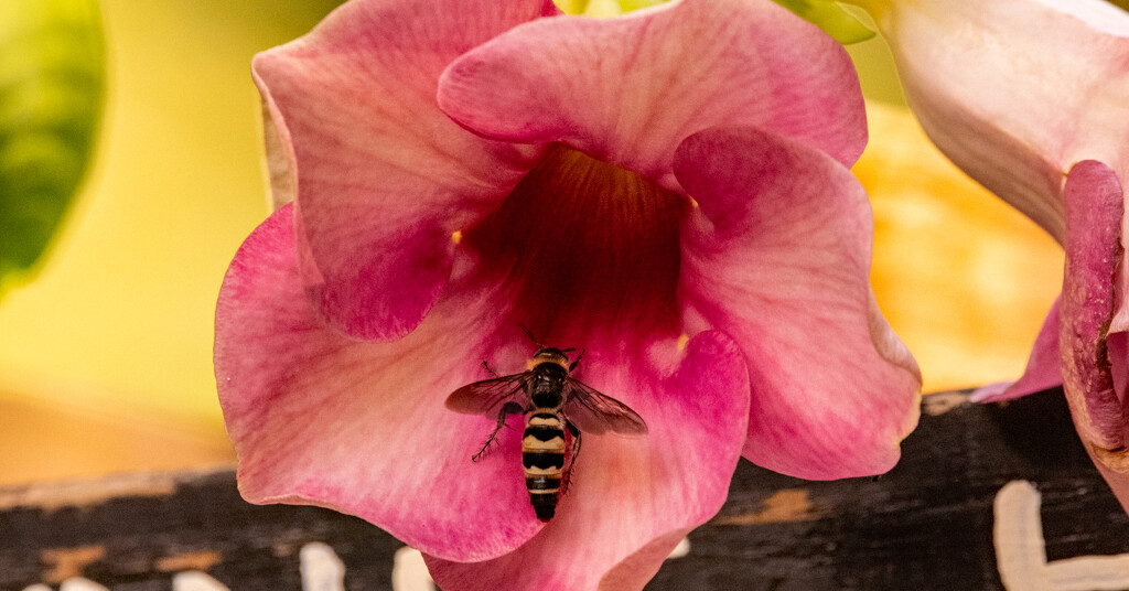 Flower and the Bee! by rickster549