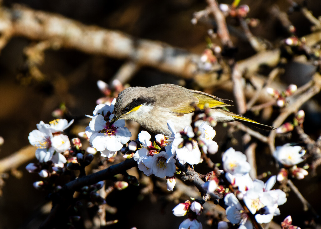 Bird in the almond blossoms by nannasgotitgoingon