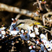 Bird in the almond blossoms