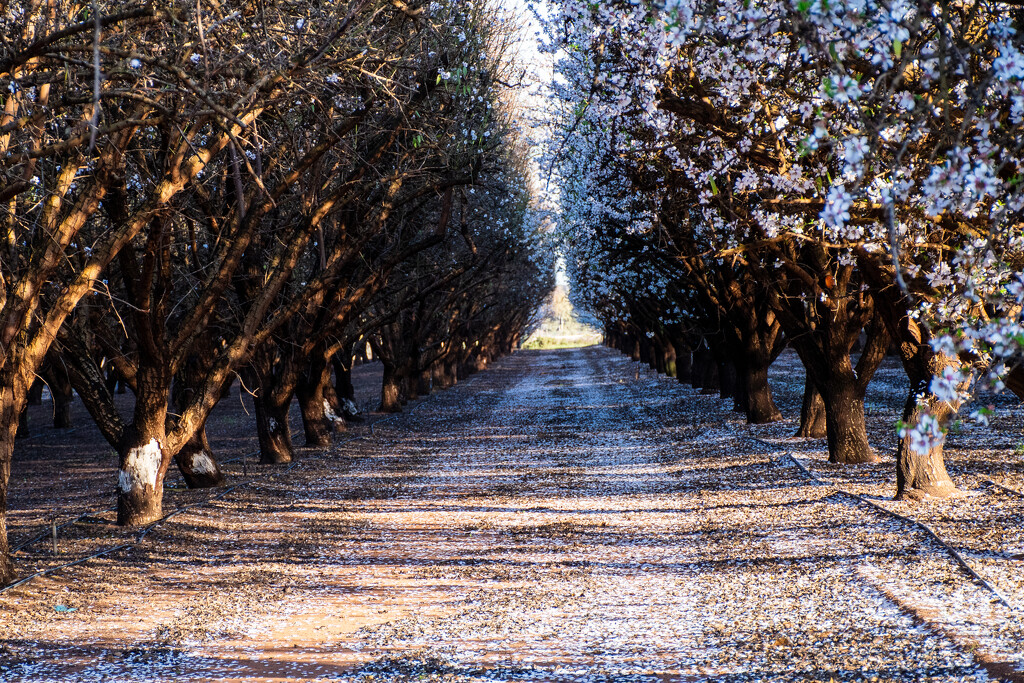 Almond blossoms in the Mallee by nannasgotitgoingon