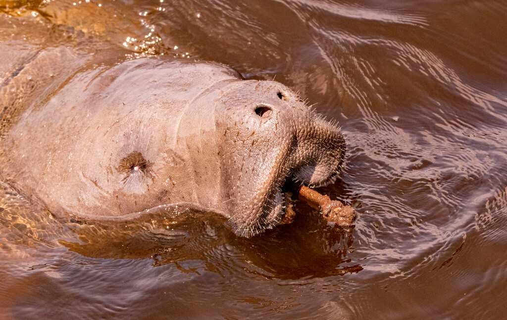 Manatee and it's Snack! by rickster549