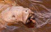 9th Aug 2024 - Manatee and it's Snack!