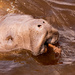 Manatee and it's Snack! by rickster549