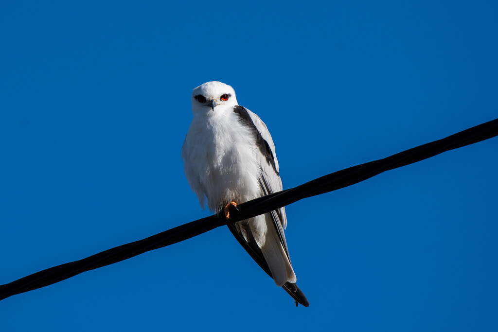 White Tailed Kite by nannasgotitgoingon