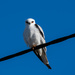 White Tailed Kite by nannasgotitgoingon