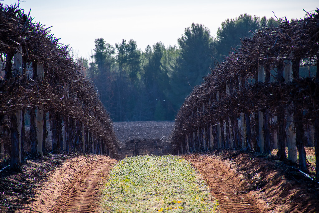 View through the rows by nannasgotitgoingon