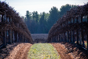 7th Aug 2024 - View through the rows