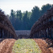 View through the rows by nannasgotitgoingon