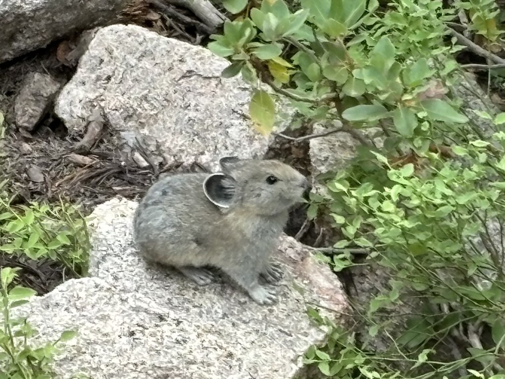 Pika by pirish