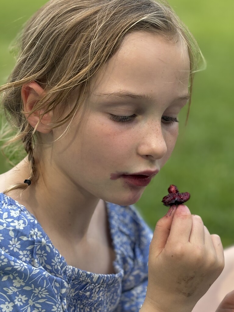 Cherry season  by lizgooster