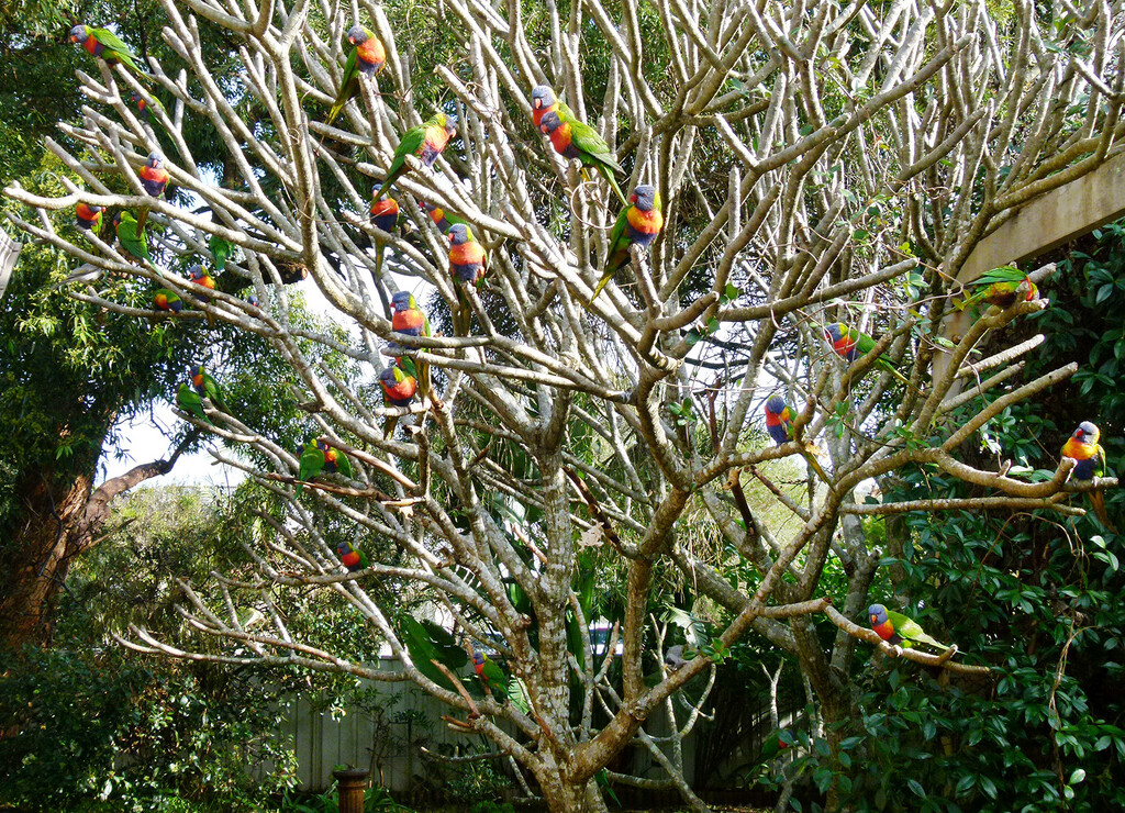 Lorikeet Tree by onewing