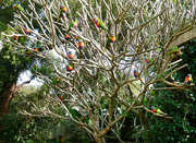 10th Aug 2024 - Lorikeet Tree