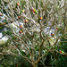 Lorikeet Tree by onewing