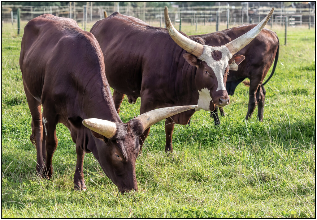 Grazing peacefully  by ludwigsdiana