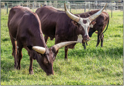 10th Aug 2024 - Grazing peacefully 