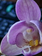 9th Aug 2024 - Orchid