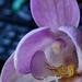 Orchid