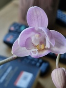 10th Aug 2024 - Orchid