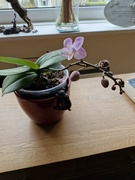 8th Aug 2024 - Orchid