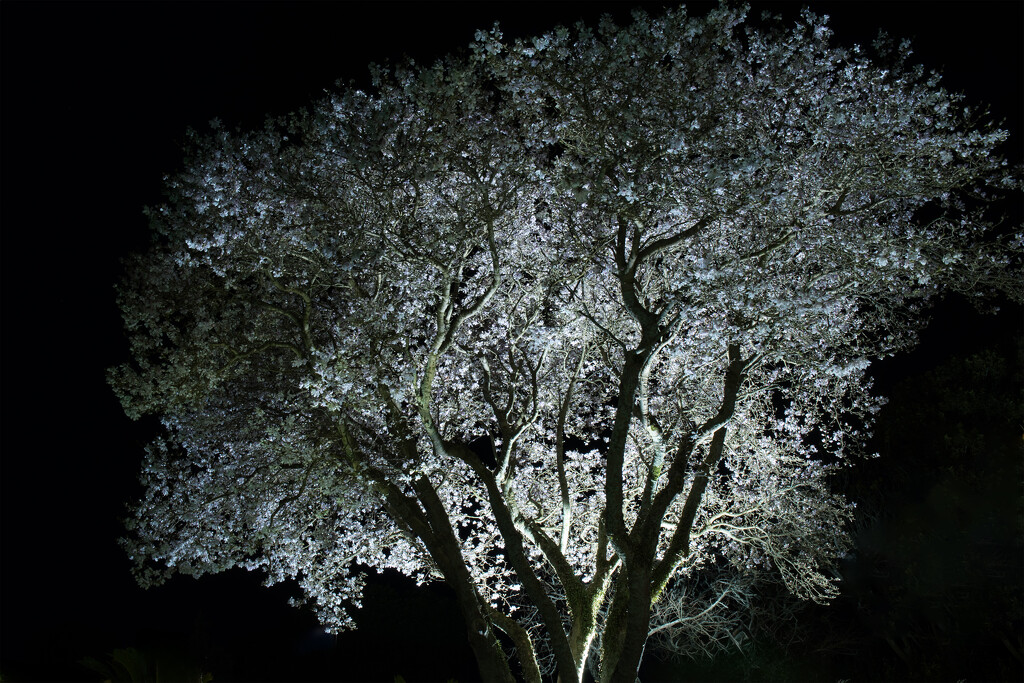 Magnolia by night by dkbarnett