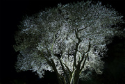 14th Jul 2024 - Magnolia by night