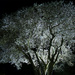 Magnolia by night by dkbarnett