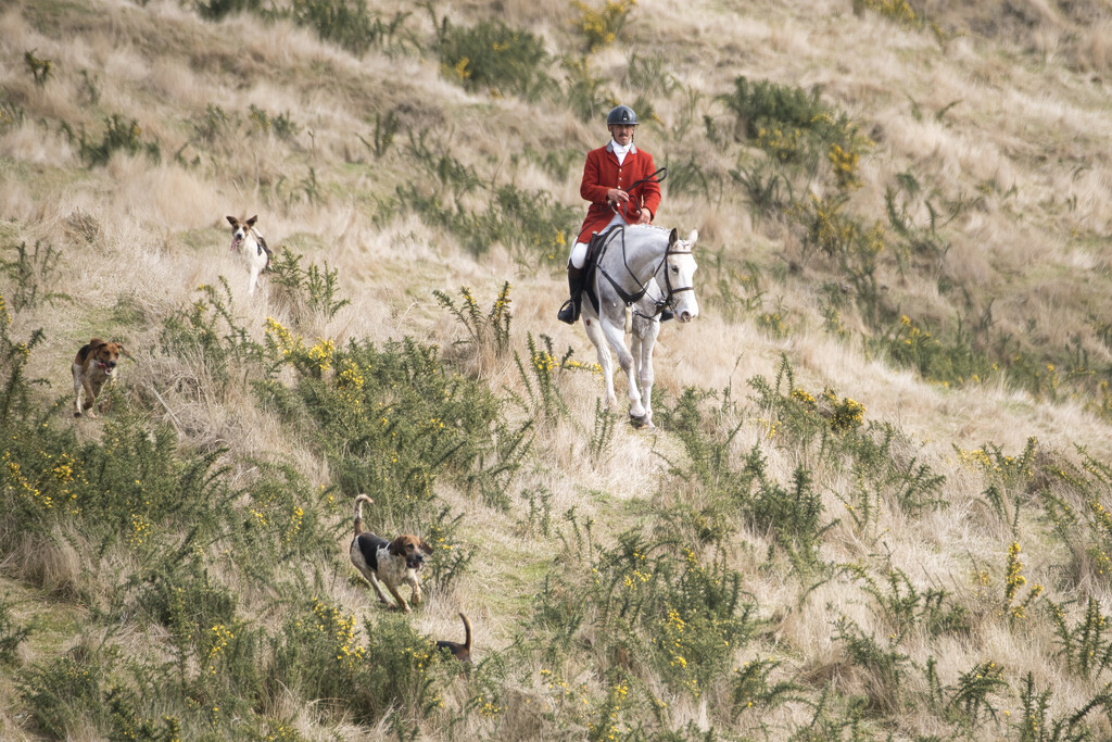 Taupo Hunt by dkbarnett