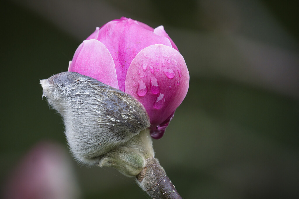 Magnolia bud by dkbarnett