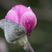 Magnolia bud by dkbarnett